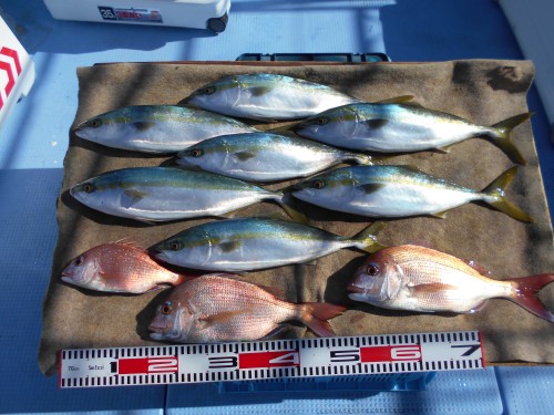 2025-01-19の釣果
