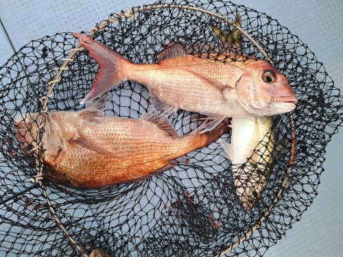 2025-02-12の釣果