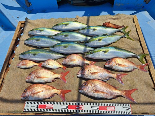 2025-05-05の釣果