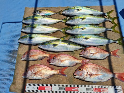 2025-05-08の釣果