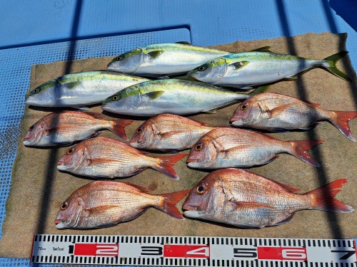 2025-05-08の釣果