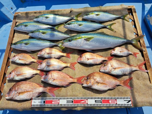 2025-05-14の釣果