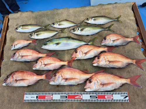 2025-05-29の釣果
