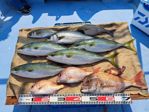 2025-06-04の釣果