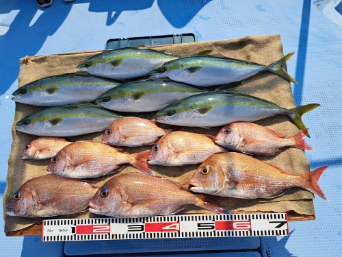 2025-06-04の釣果