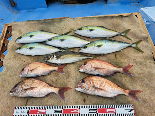2025-06-07の釣果