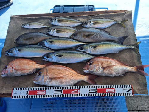 2025-07-10の釣果