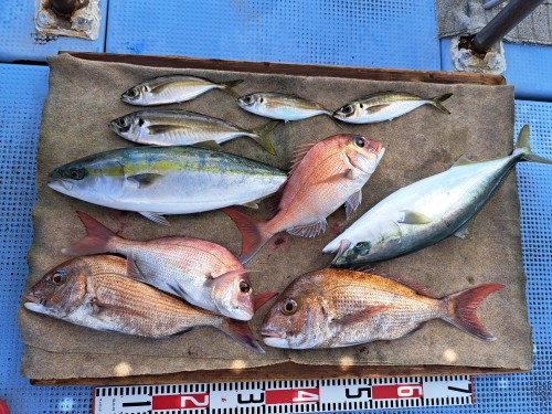 2025-07-12の釣果
