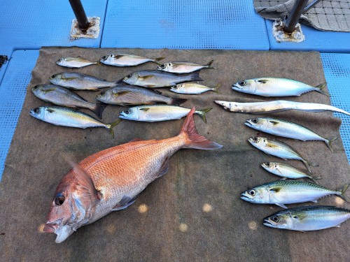 2025-08-05の釣果