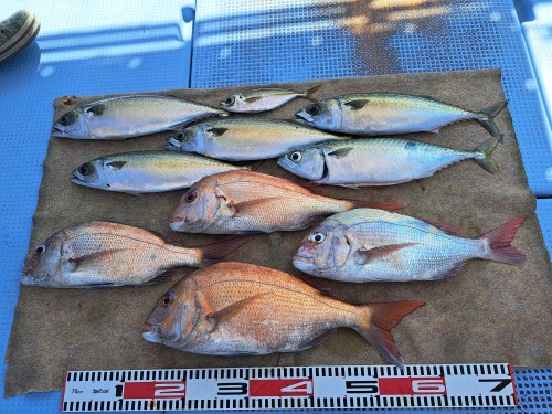 2025-09-09の釣果