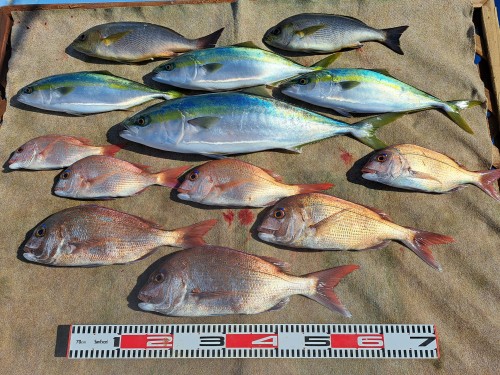 2025-11-08の釣果